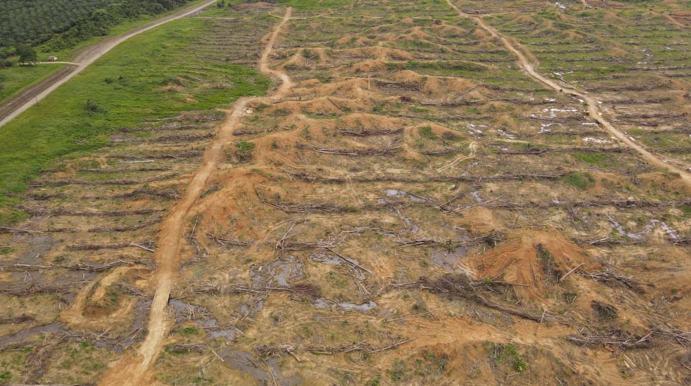 Deforestazione a Sorong, Papua occidentale, ad opera della società IKSJ.