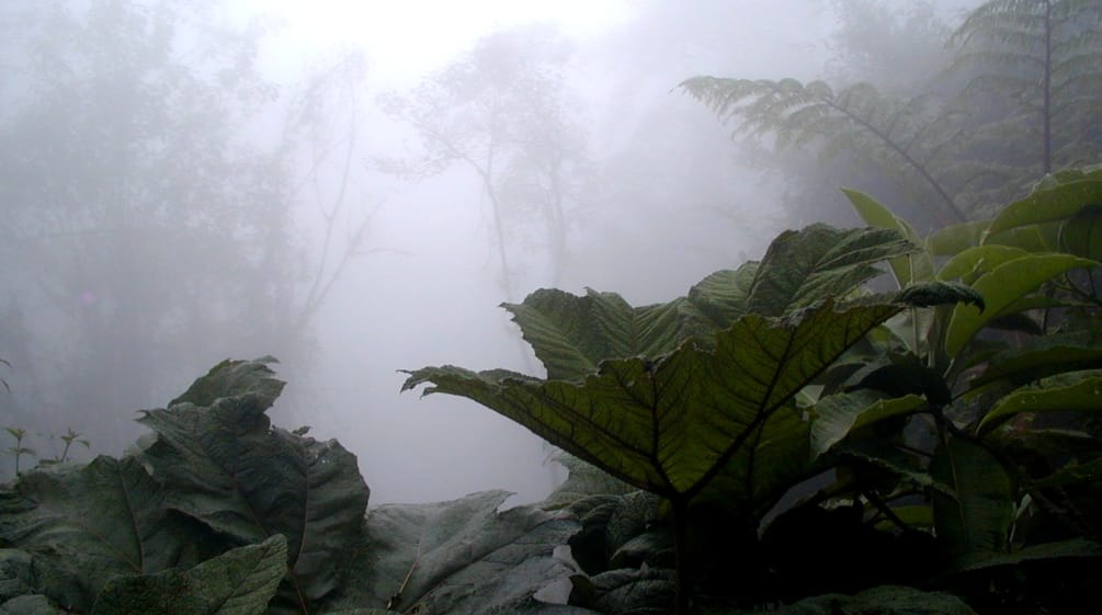 Le foreste nella parte nord dell'Ecuador sono minacciate dall'estrattivismo minerario Foresta di montagna nella regione di Intag, al nord dell'Ecuador