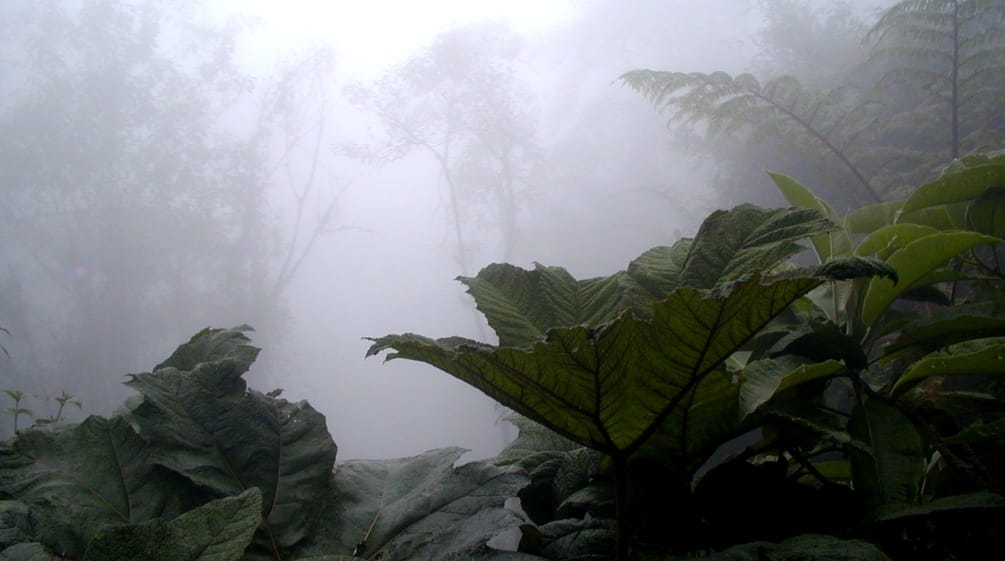 Foresta di montagna nella regione di Intag, al nord dell'Ecuador