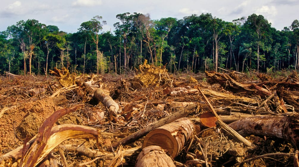 Una vasta area deforestata