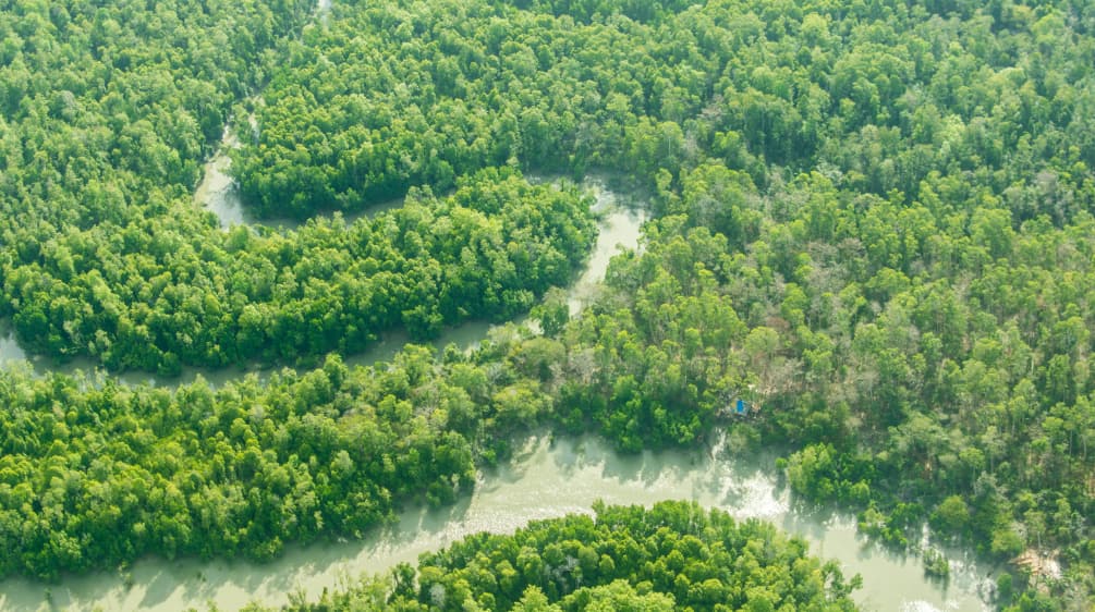 Un fiume serpeggia nella foresta pluviale