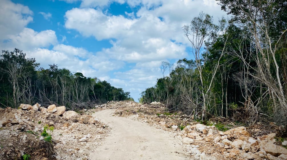 Deforestazione per costruire i binari del Treno Maya