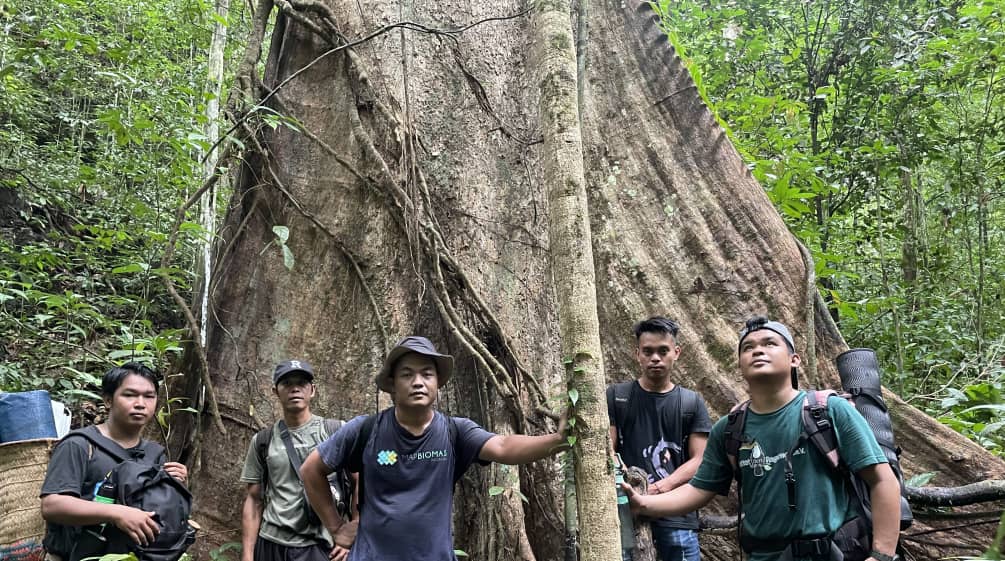 Cinque uomini ai piedi di un albero gigante