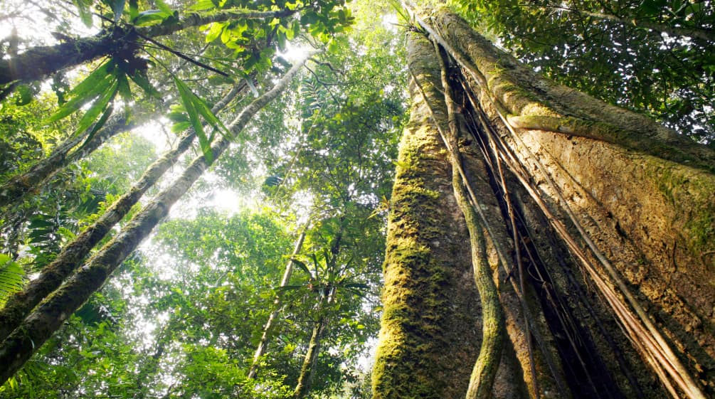 Alberi robusti formano una fitta chioma