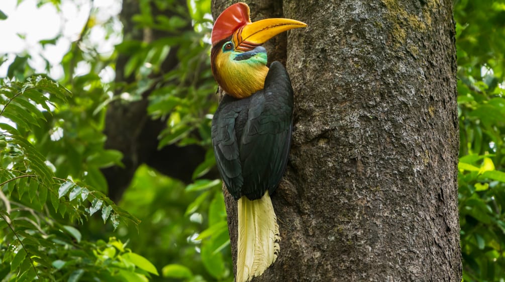 Un bucero dell'elmo a Sulawesi, appoggiato su un tronco d'albero. Sullo sfondo è visibile la vegetazione.