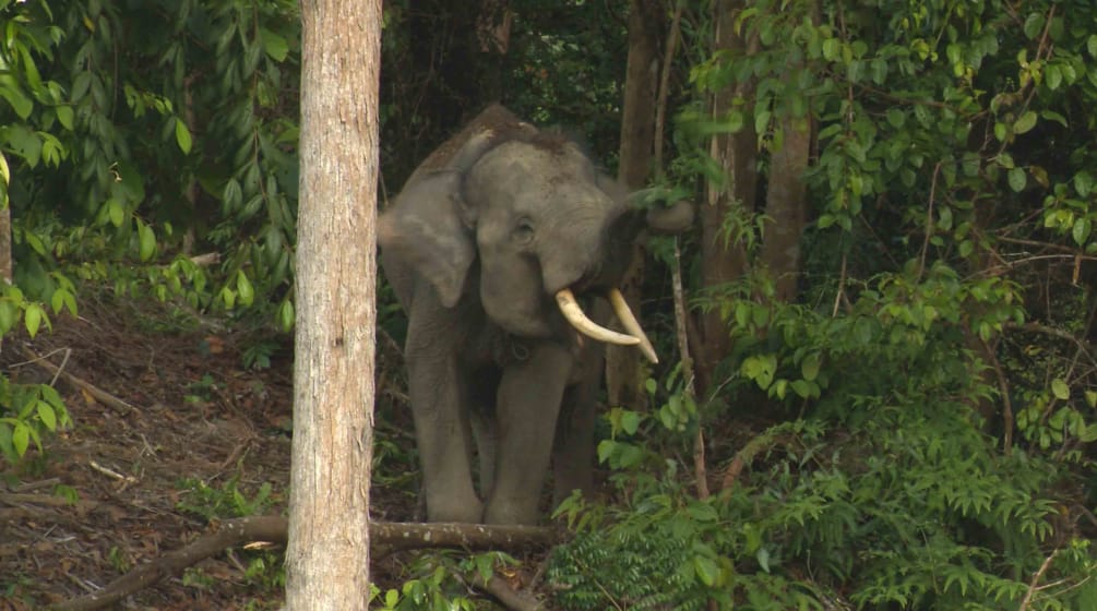 Solo otto elefanti di Sumatra vivono nella foresta di Sepintun Un elefante di Sumatra nella foresta