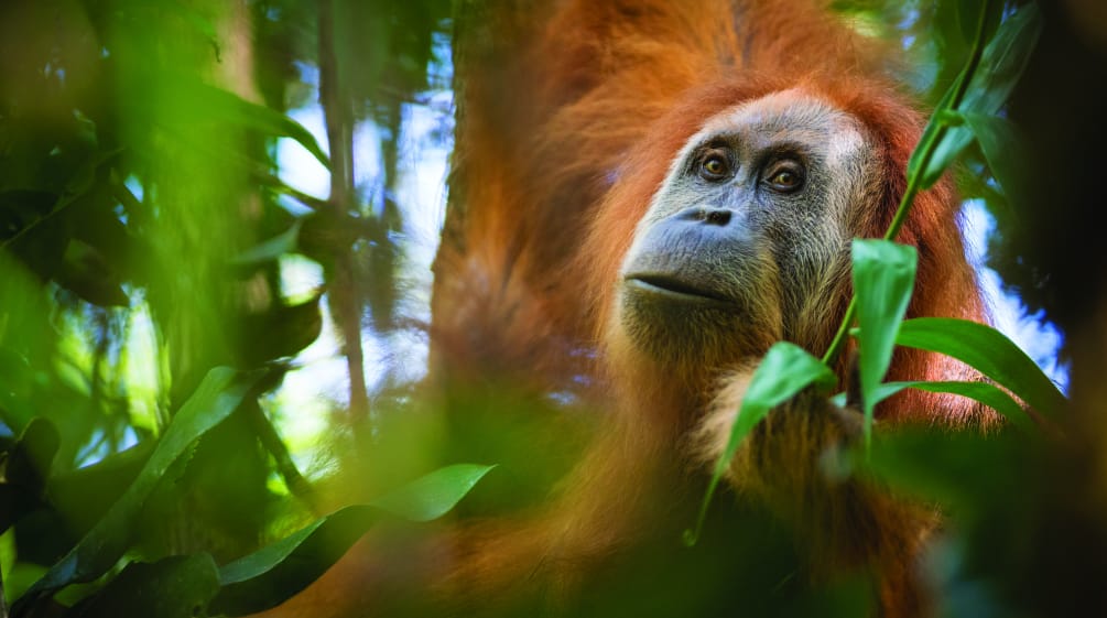 Orango Tapanuli (Pongo Tapanuliensis)