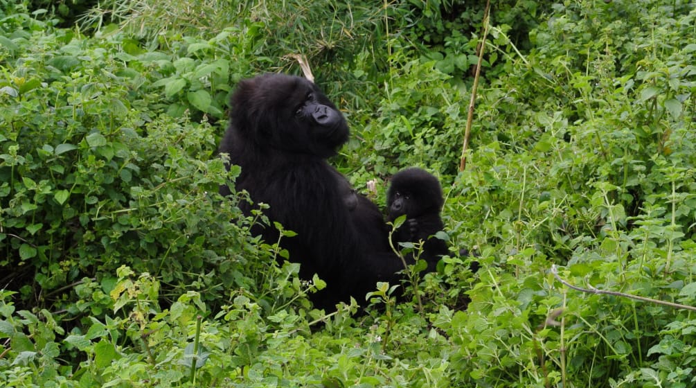 Anche i gorilla di Virunga sono in pericolo Madre e cucciolo di gorilla nel Parco Nazionale di Virunga