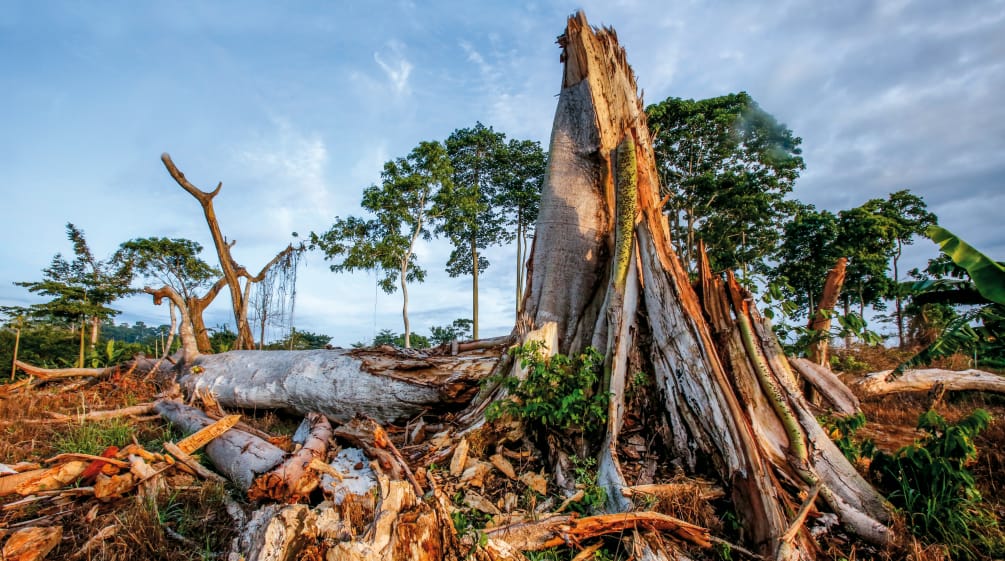 Una foresta distrutta