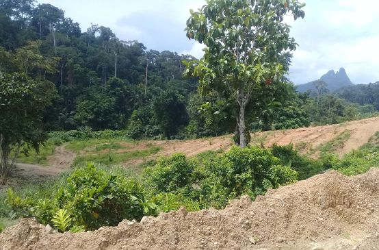 Deforestazione nelle Filippine