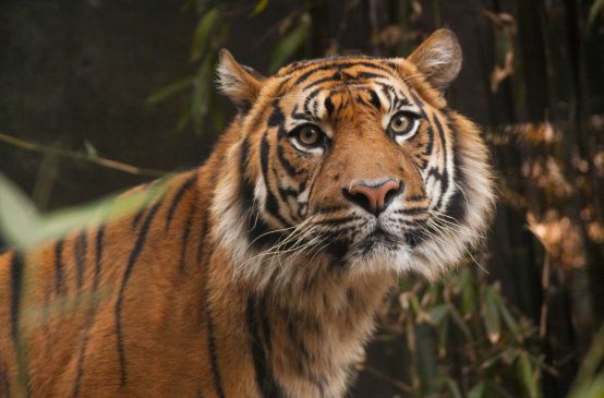 Leuser Tigre di Sumatra