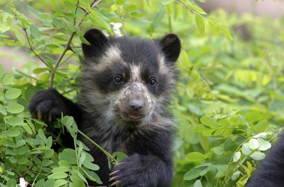 L'orso con gli occhiali delle foreste di Intag in pericolo di estinzione