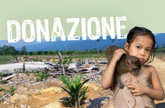 Aiutiamo a fermare l'invasione della palma da olio a Palawan