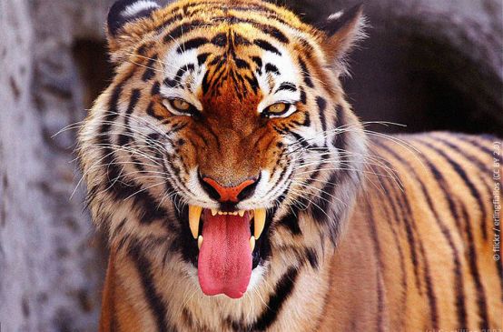 Una tigre del Bengala mostra la sua dentatura