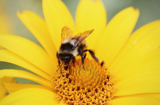 Ape impollinatrice su un fiore