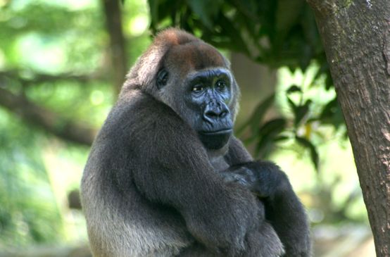 Un gorilla nella foresta di Cross River
