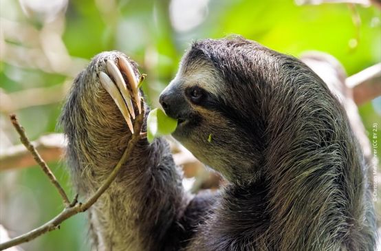 Un bradipo pigmeo in una foresta del Perù in pericolo di estinzione