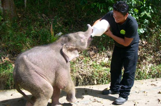 Piccolo di elefante viene alimentato con biberon
