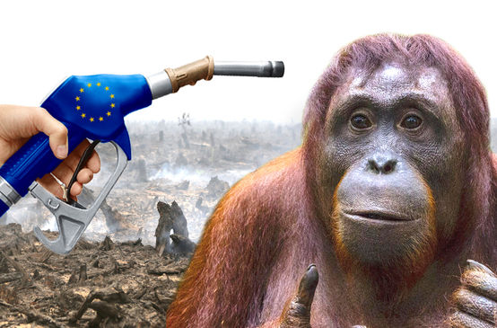 La politica UE dei biocombustibili distrugge le foreste tropicali e la biodiversità