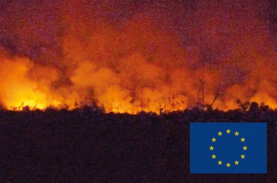 Un incendio di una foresta