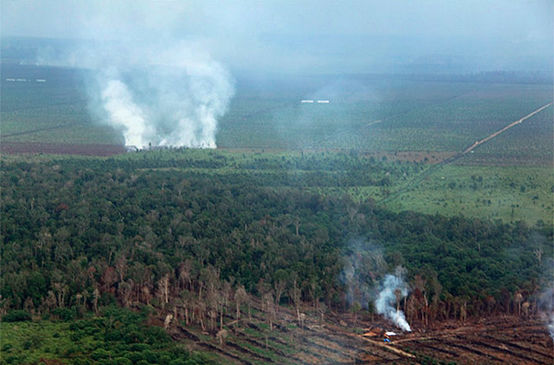 Un incendio doloso nella foresta