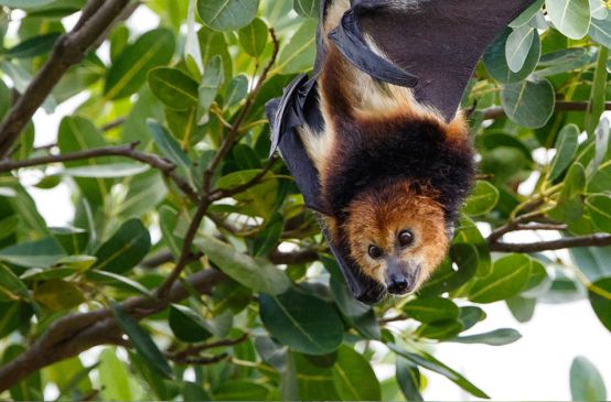 Pipistrello della frutta o volpe volante (Pteropus niger)