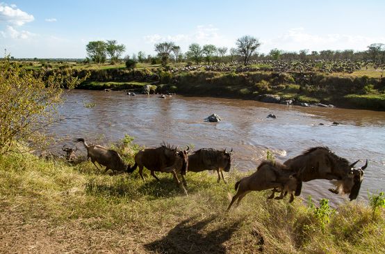 Una mandria di gnu