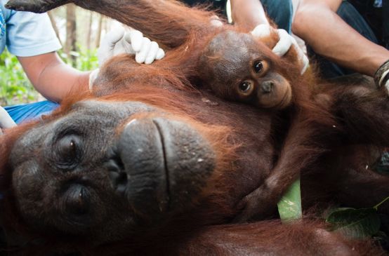 Una mamma orango e il suo cucciolo ricevono le cure veterinarie