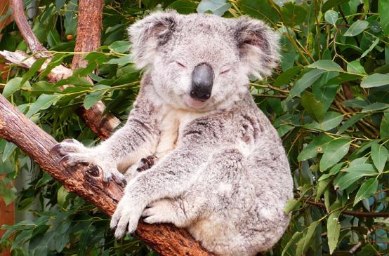 Un koala