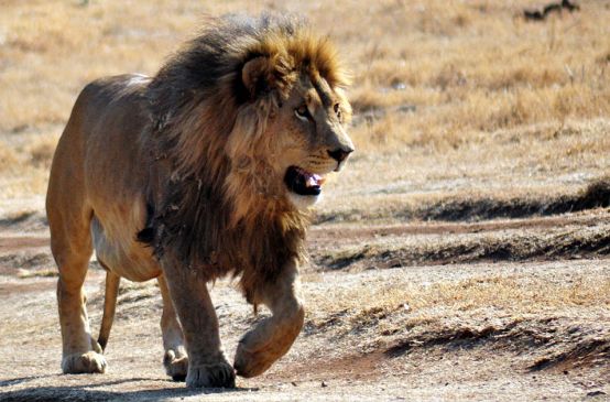 Un leone nella savana africana