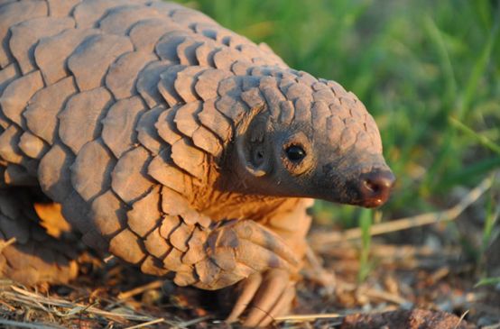 Un cucciolo di pangolino