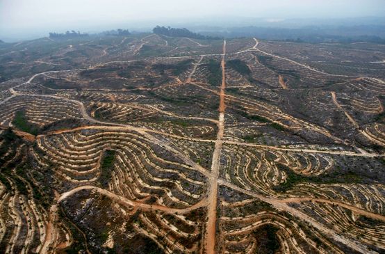Ia devastazione di una piantagione di palma da olio in Indonesia. Foto: Wahli West Kalimatan - Indonesia