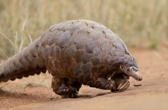Un pangolino