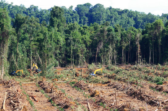 Pale meccaniche distruggono la foresta