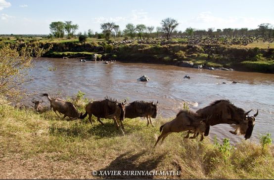 Gnu che migrano nel parco Serengeti