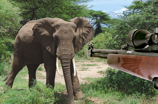 Elefante, caccia illegale