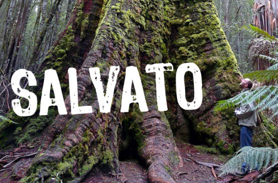 Gli alberi più grandi del mondo in Tasmania