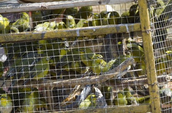 Numerosi uccelli stipati nelle gabbie al mercato