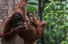 Oranghi nel Parco Nazionale Tanjung Puting, Indonesia