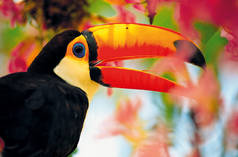 Tucano