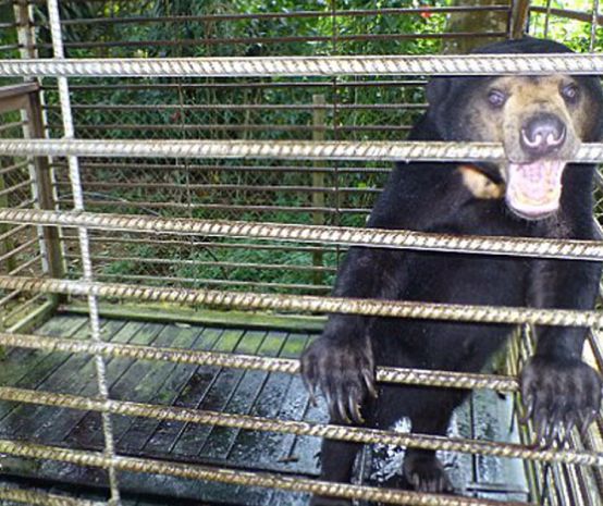 Un orso malese in gabbia nello stato di Sabah in Malesia