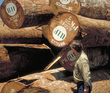 Tronchi di legno marchiati