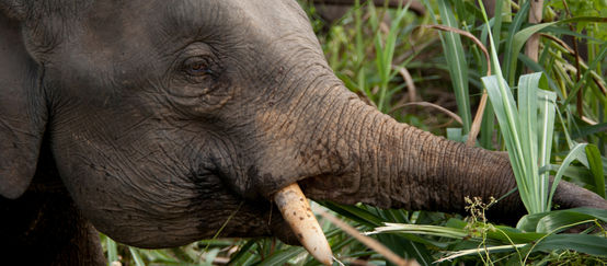 Gli elefanti pigmei erano gravemente minacciati a Sabah Elefante mentre mangia