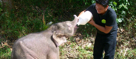 Piccolo di elefante viene alimentato con biberon