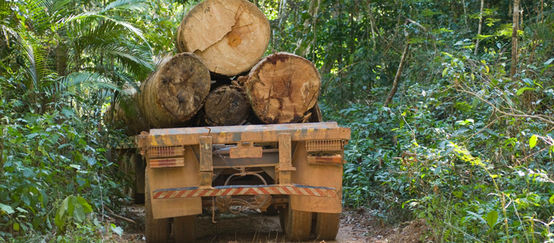 Camion carico di legname