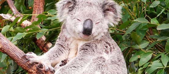 Un koala