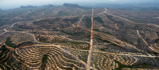 Ia devastazione di una piantagione di palma da olio in Indonesia. Foto: Wahli West Kalimatan - Indonesia
