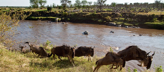 Gnu che migrano nel parco Serengeti