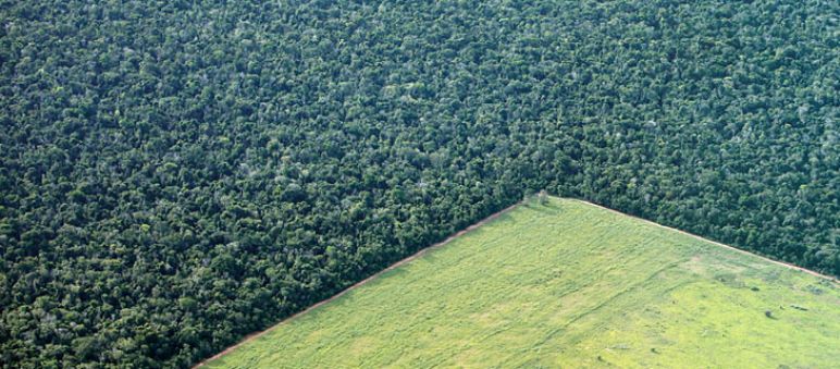 Così si distrugge la foresta in Sudamerica a causa delle monocolture Una monocoltura industriale