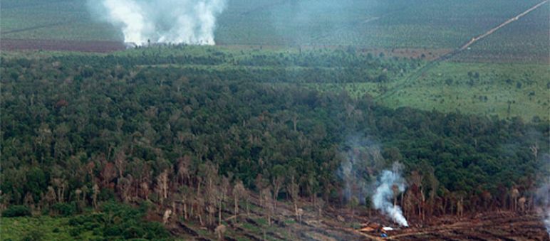 Un incendio doloso nella foresta
